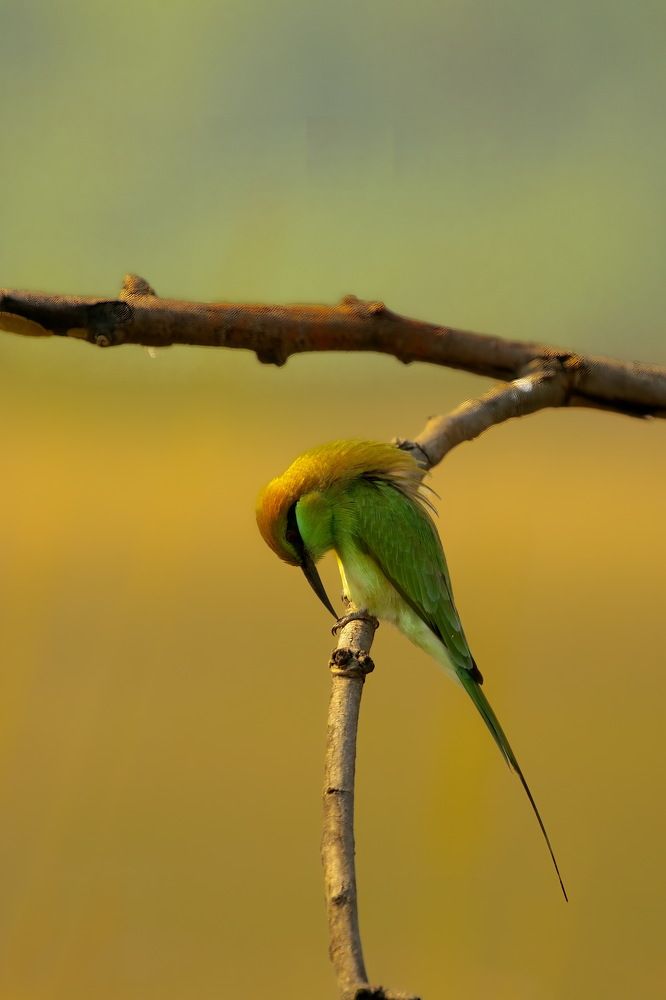 Green Bee Eater Portrait shot