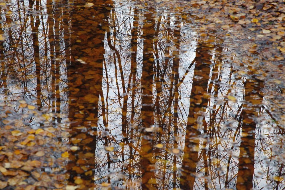 Зеркало осени в Удельном...СПб...!)