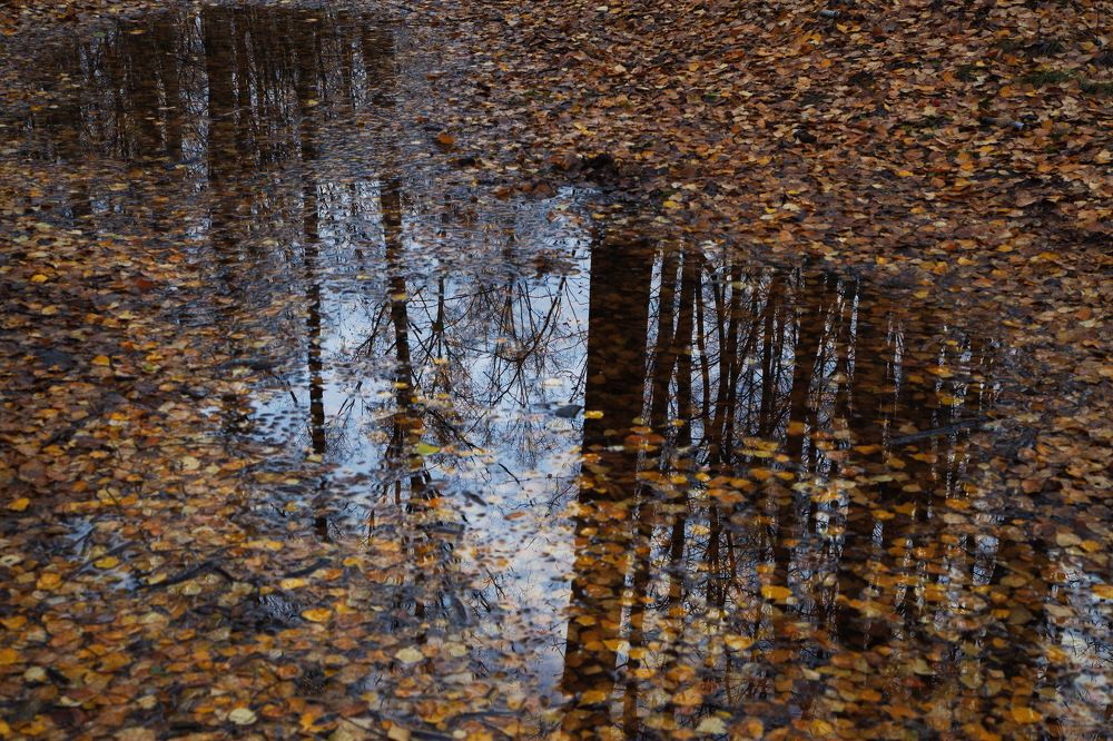 Зеркало листопада в Удельном...СПб...!)