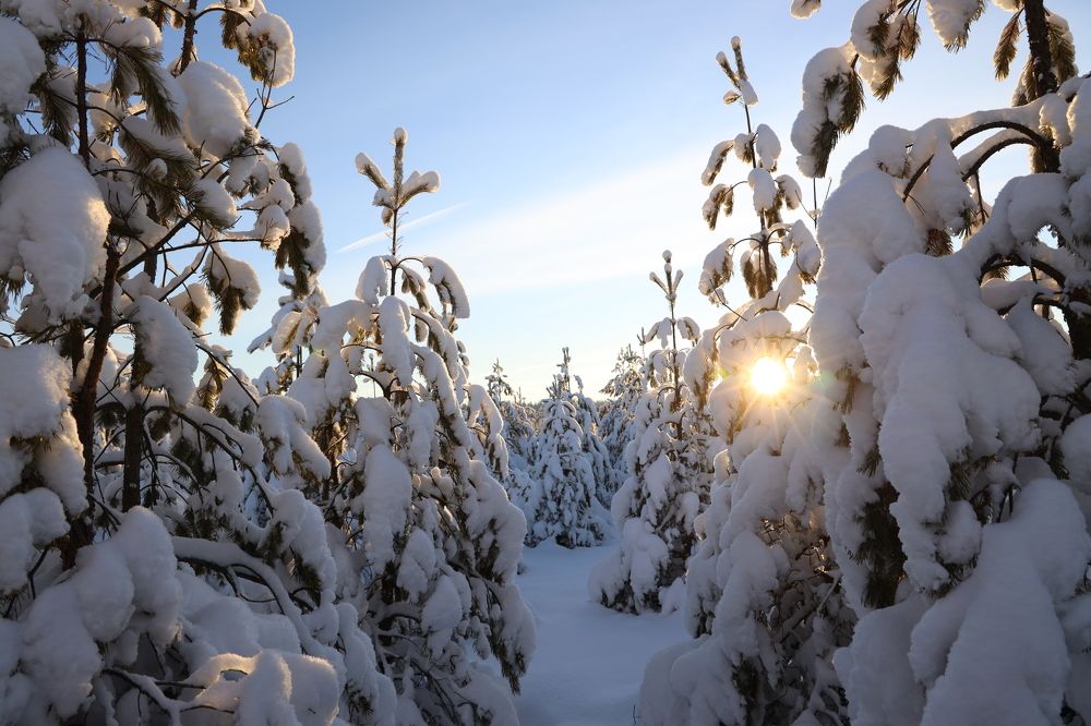 Фотография автора Елена Колосова
