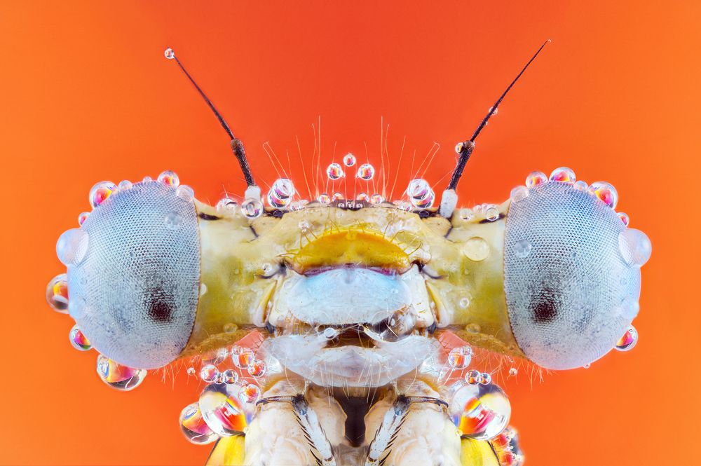 Photograph by Pedro Luis Ajuriaguerra Saiz