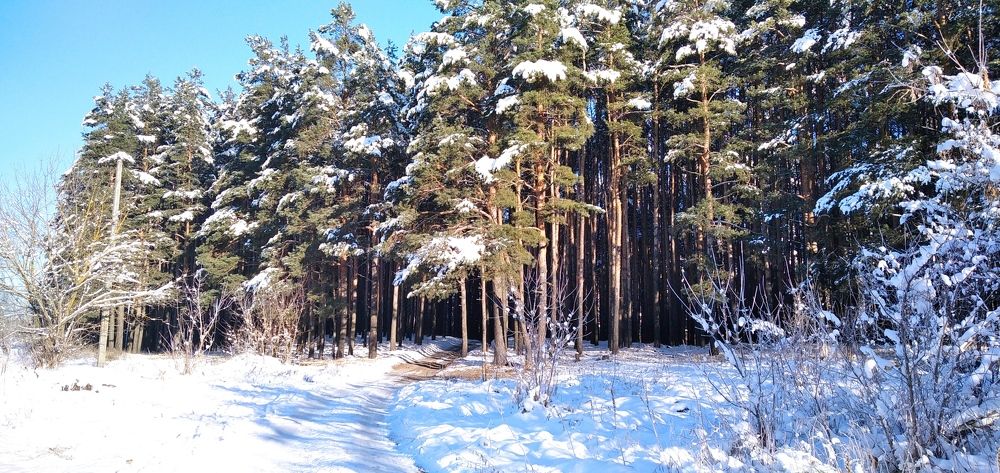 Дорога в лес