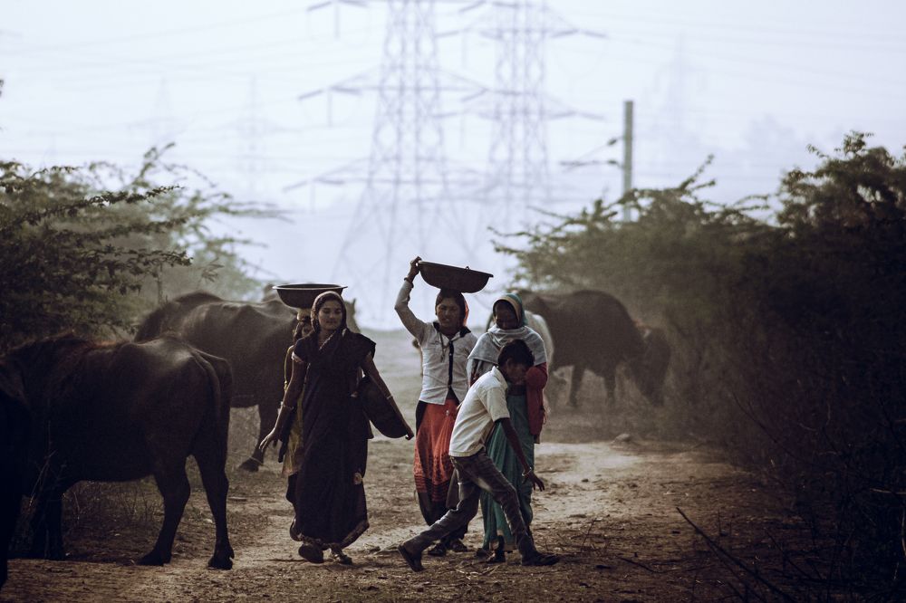 Early start for cattle herders of India