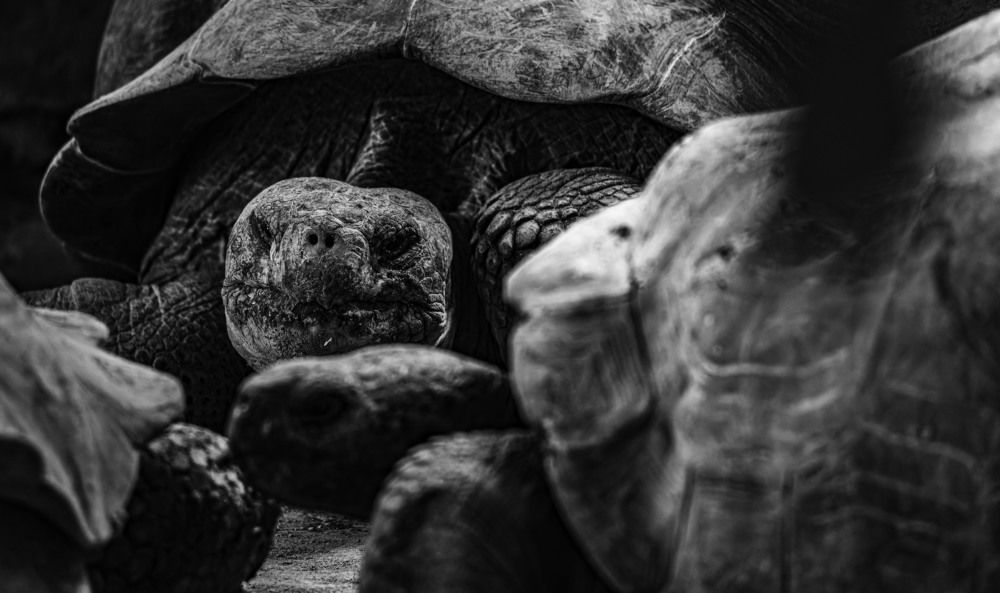 Photograph by René Richard Verona