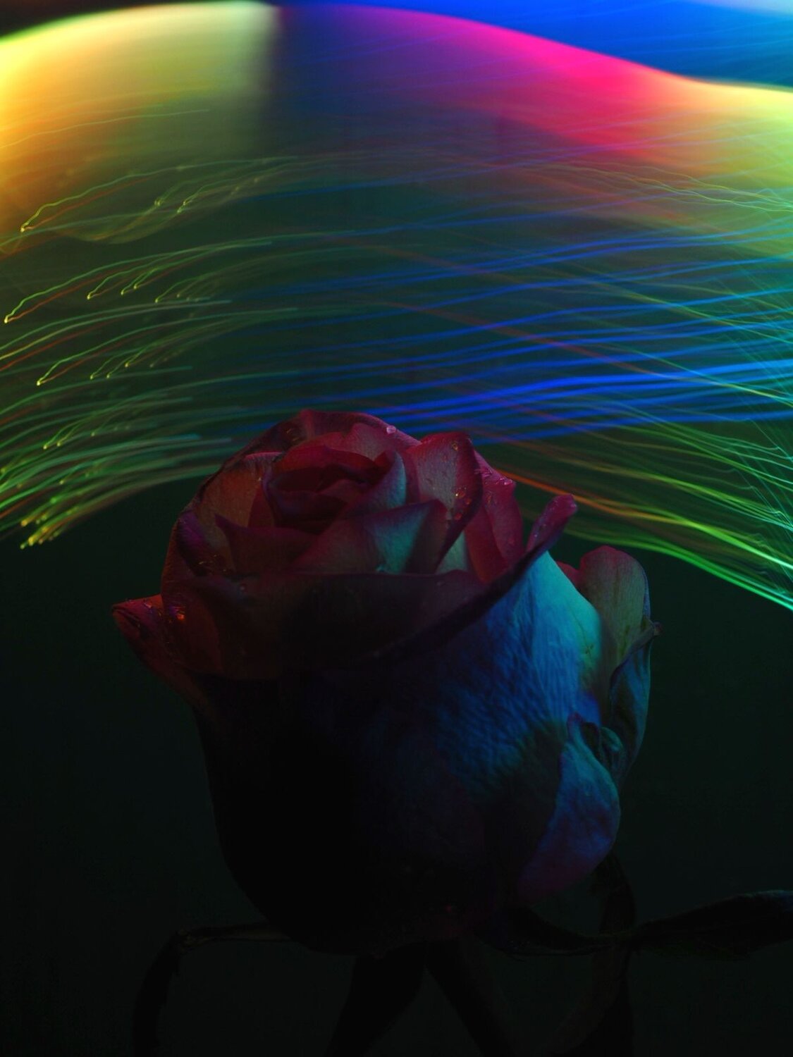 Photo #6900645
