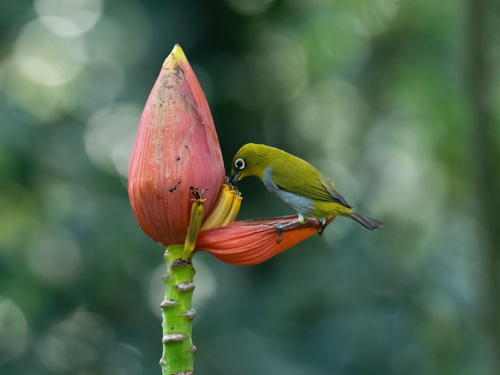 Фотография автора Anandhu M