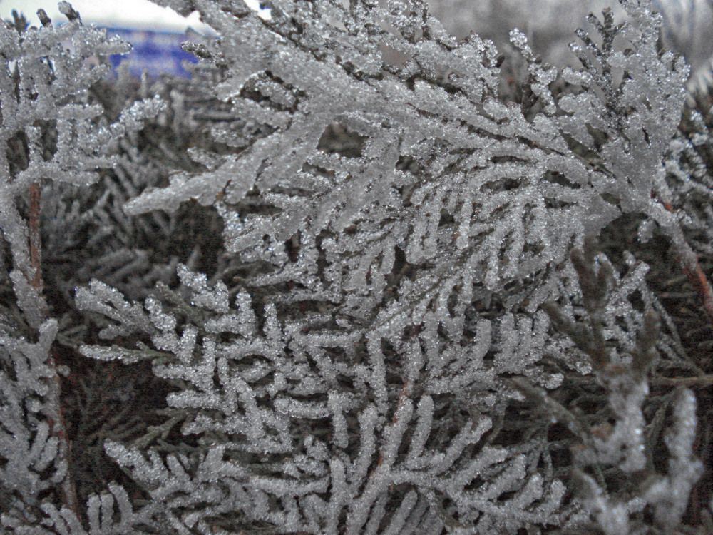 Photograph by София Гавриловна Вотякова