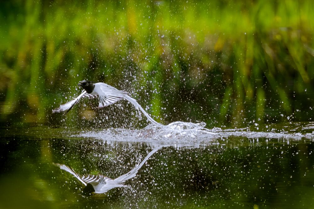 Photograph by Gimantha Perera