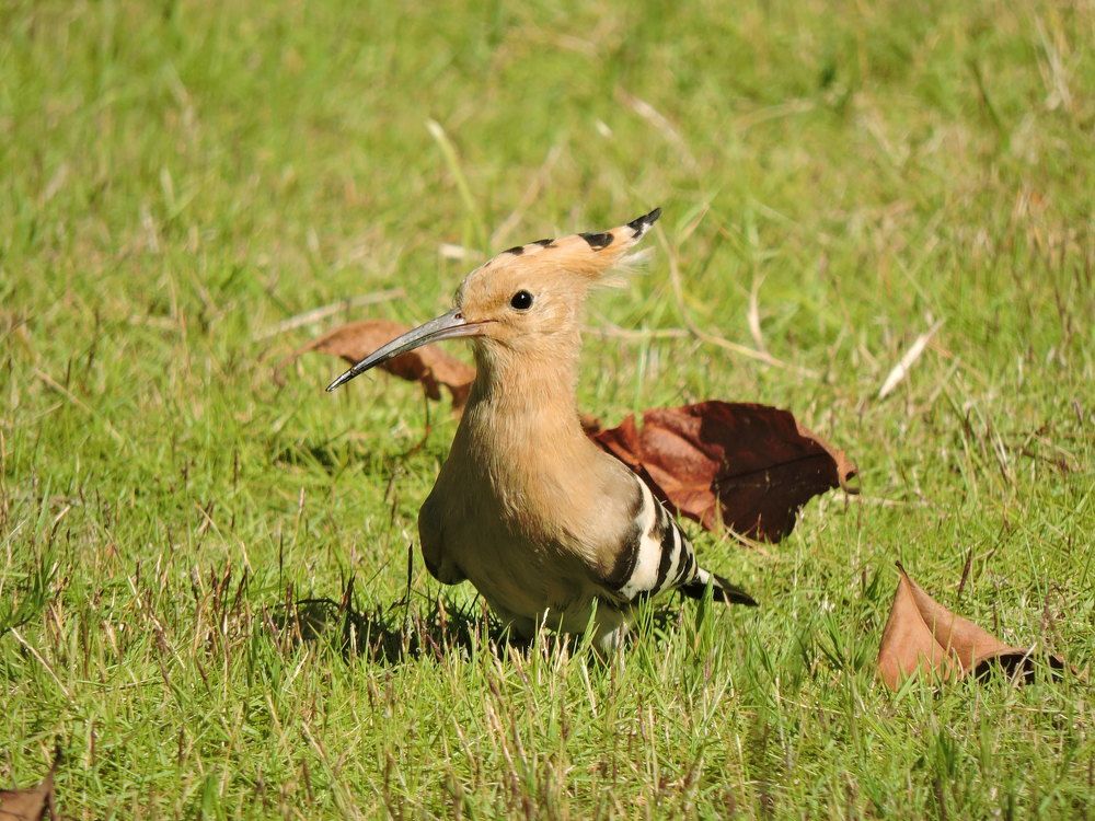 Photograph by Shiva rai