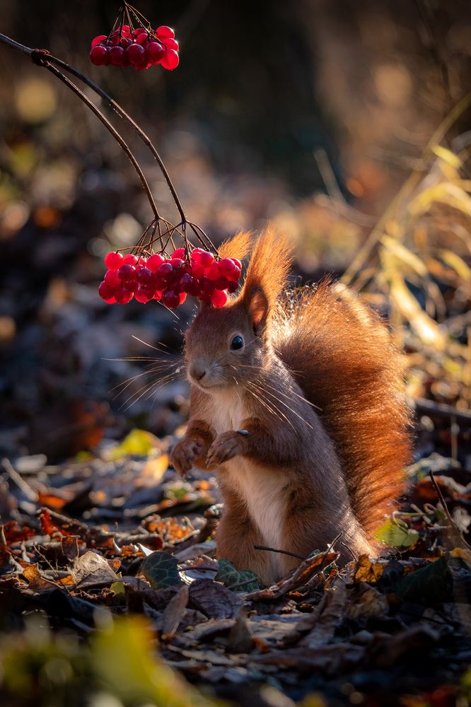 Photograph by Olena Pfister