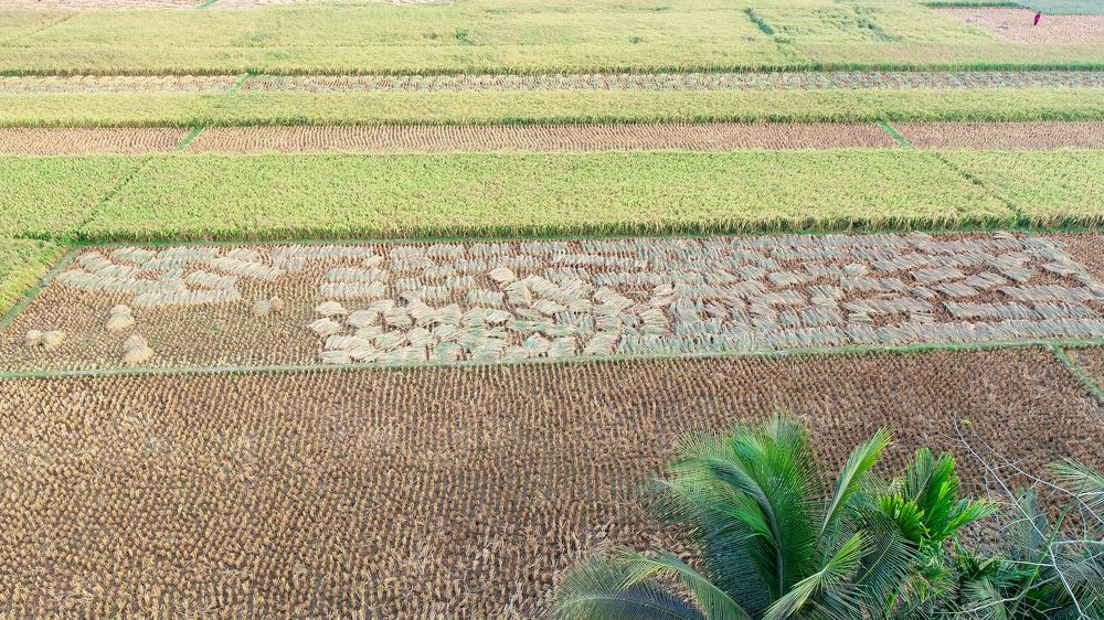 Photograph by Najmul Huda