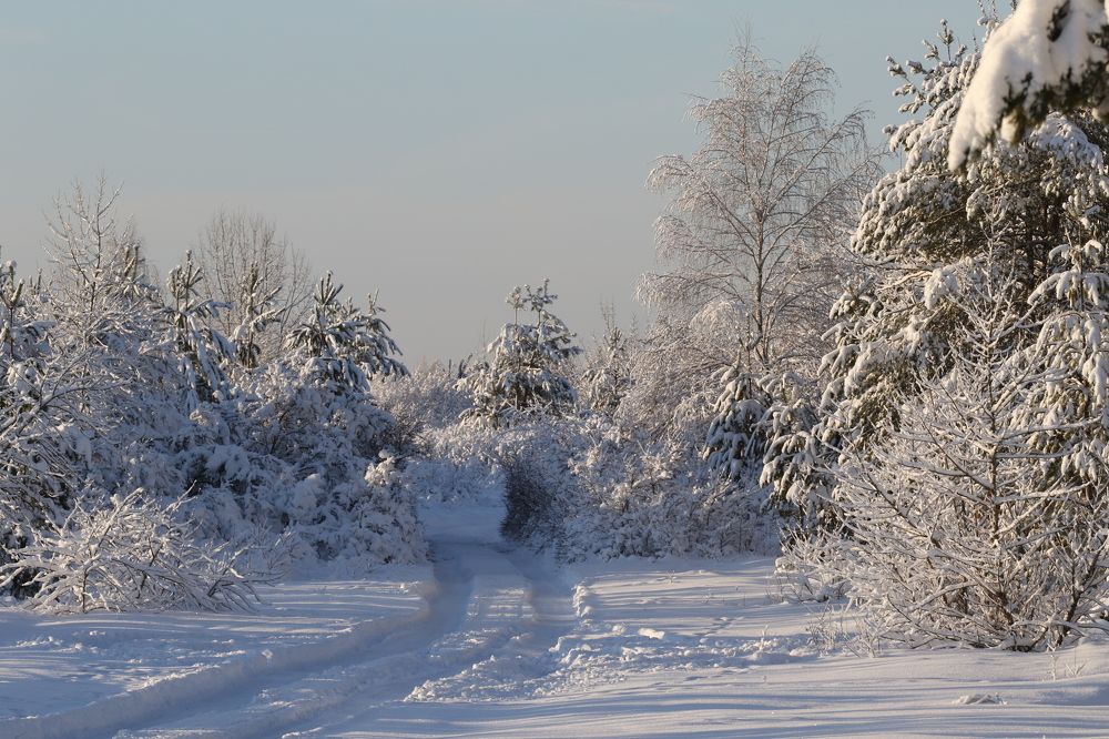 Фотография автора Елена Колосова