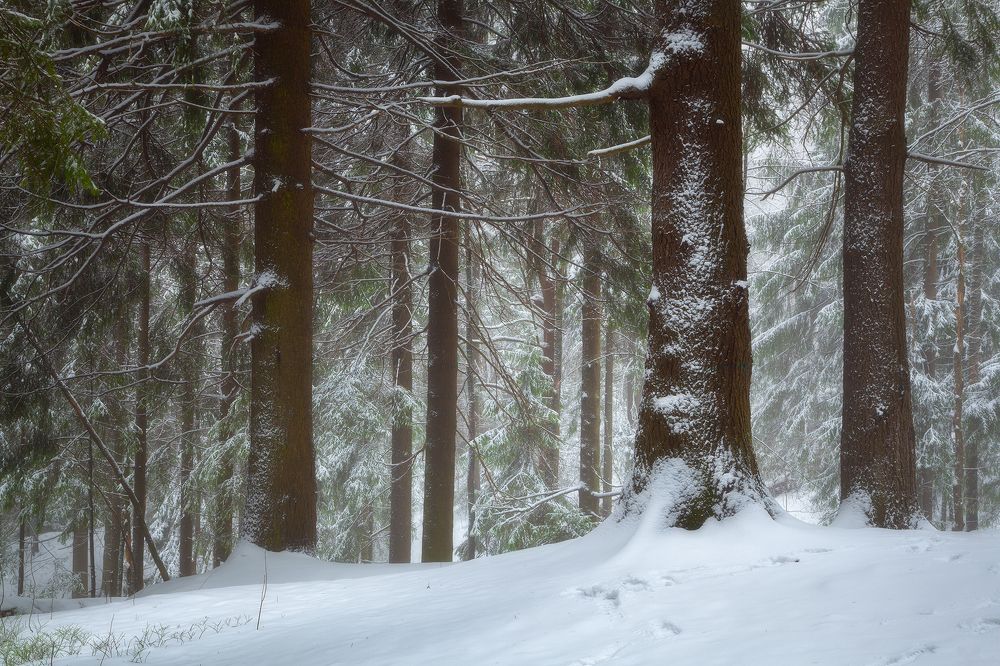 Photograph by Denis Churin