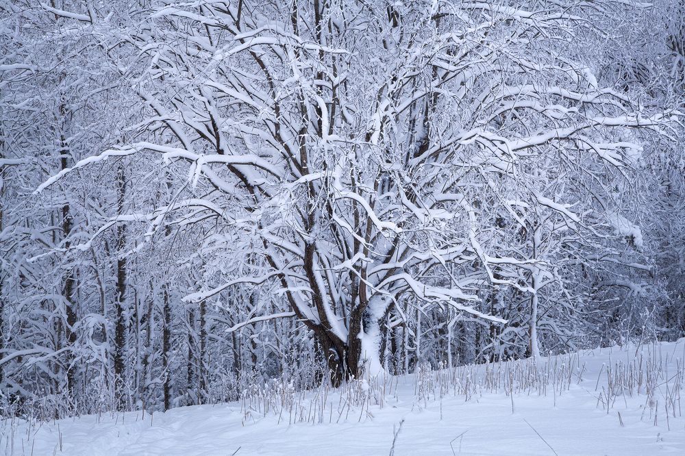 Photograph by Denis Churin