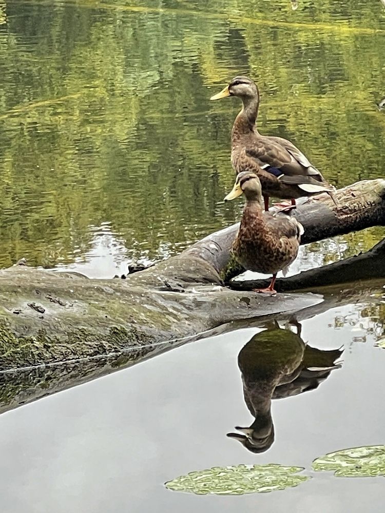 Photograph by Lila Sabbaghian Rad