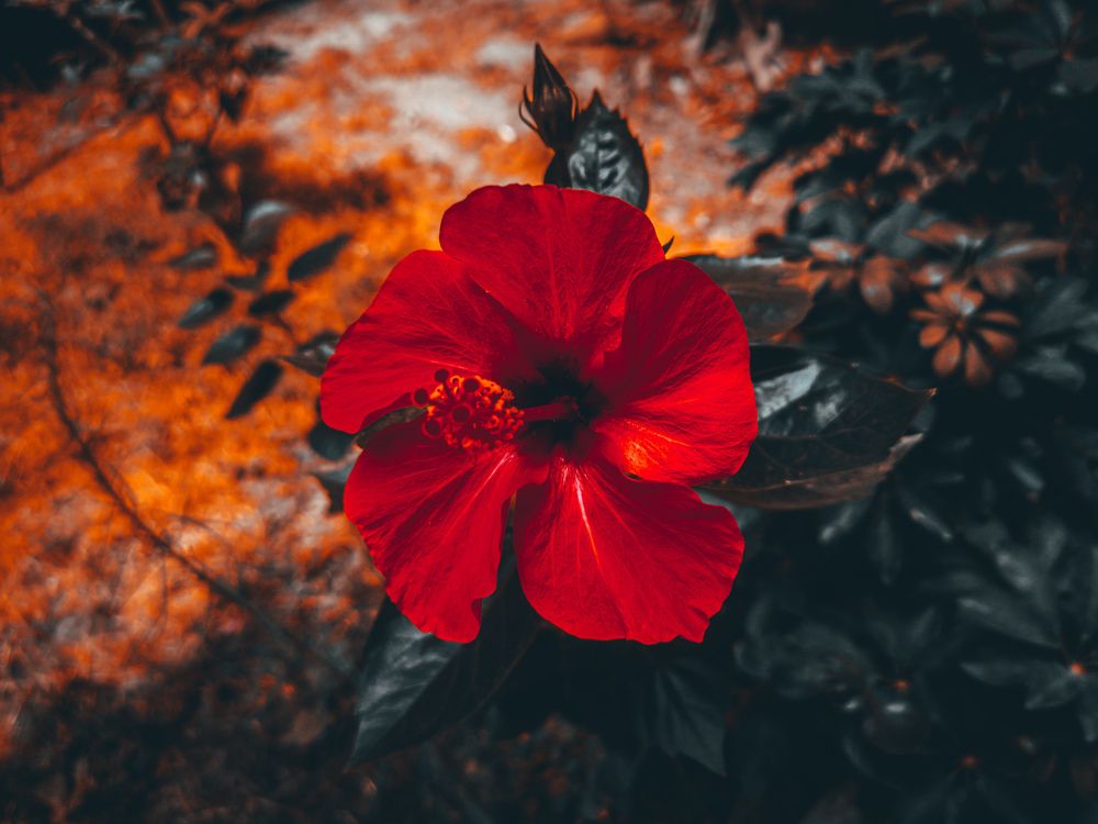Photograph by Yasmine Hesham
