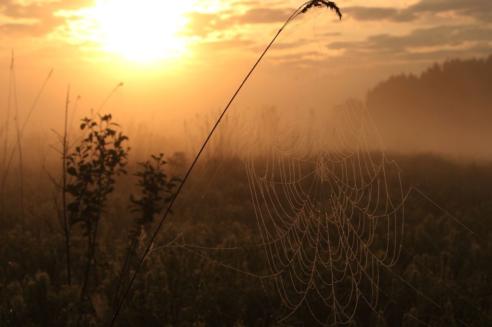 Photograph by Любовь Перевозникова