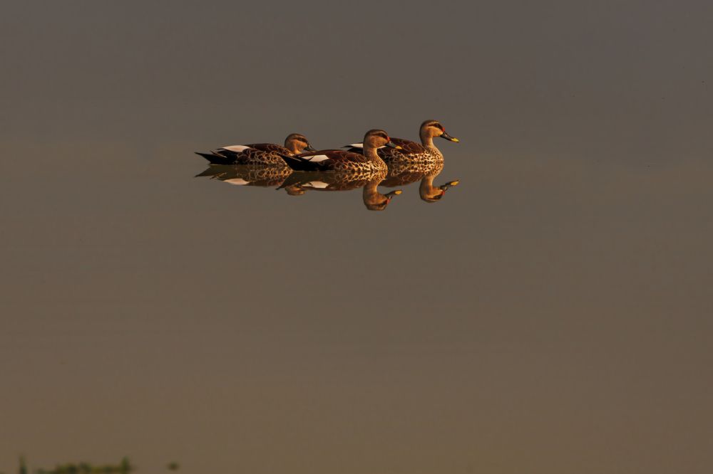 Photograph by G N RAJA