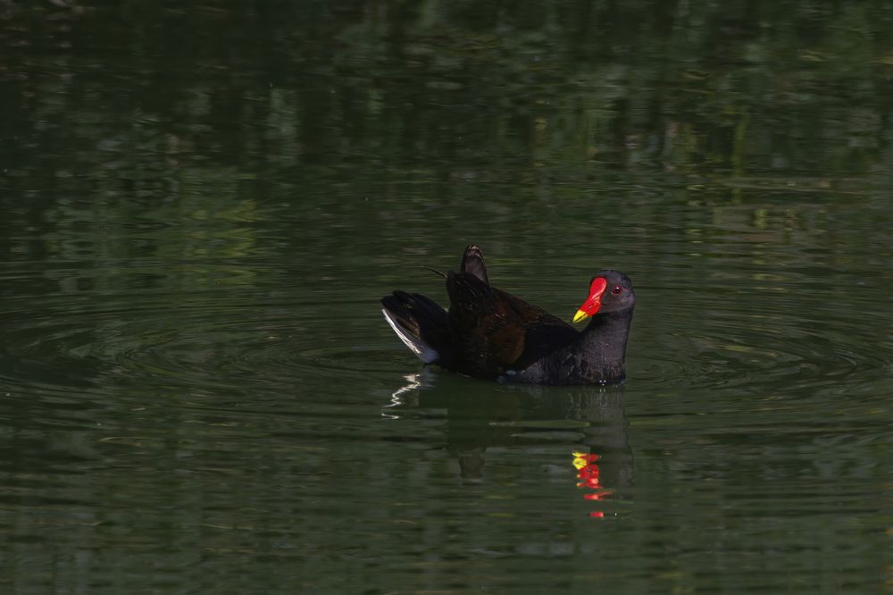 Photograph by G N RAJA