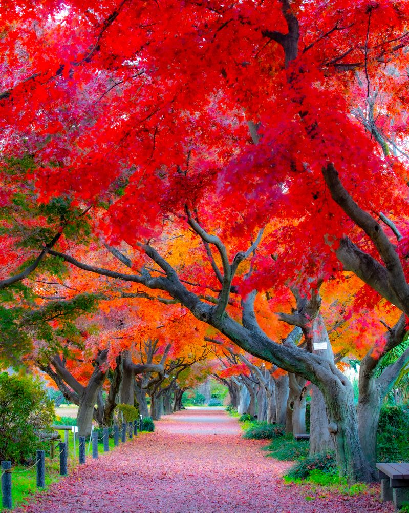 Photograph by Phùng Minh Long