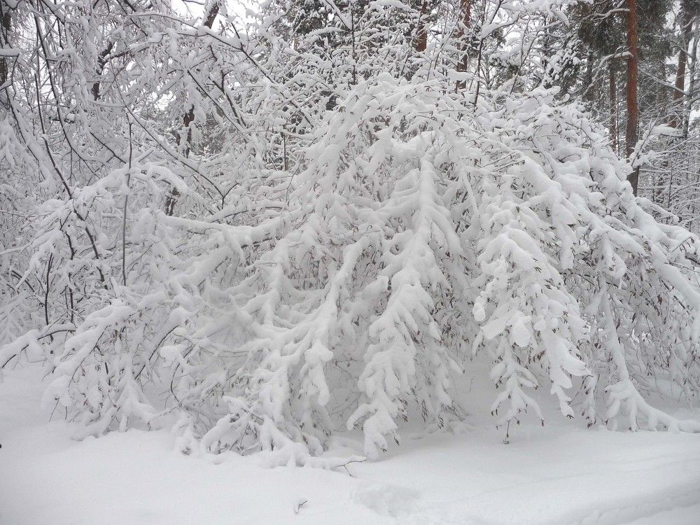 Фотография автора Клавдия Васильева