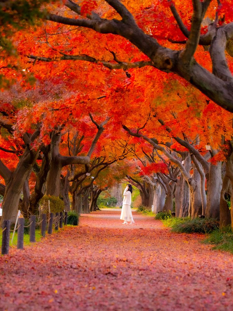 Photograph by Phùng Minh Long