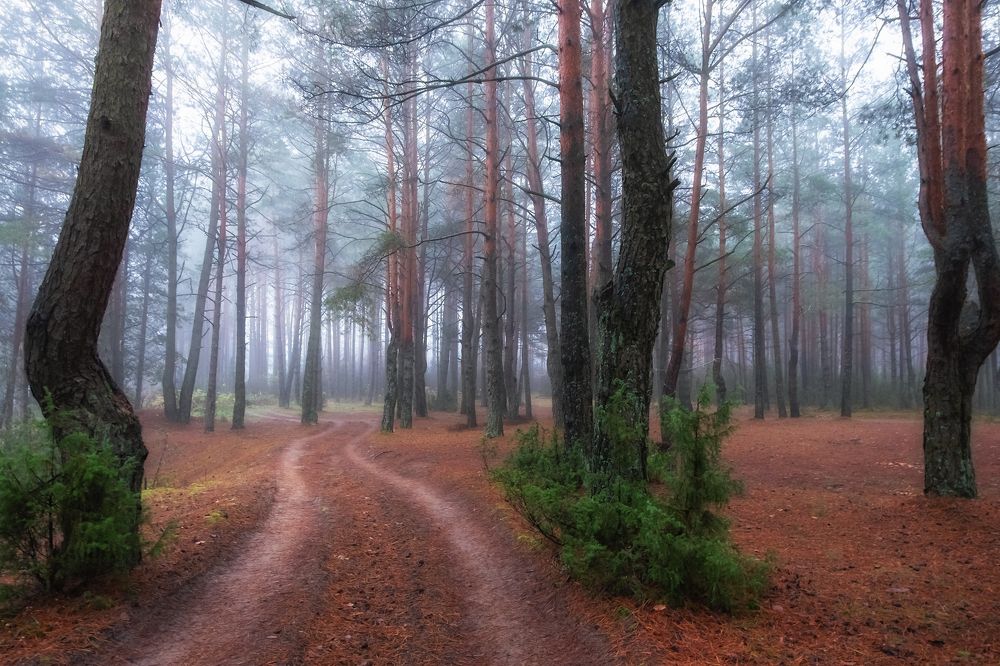 Photograph by Ольга Максимова