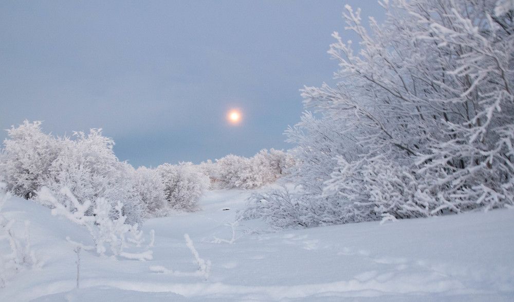 Сказочный лес