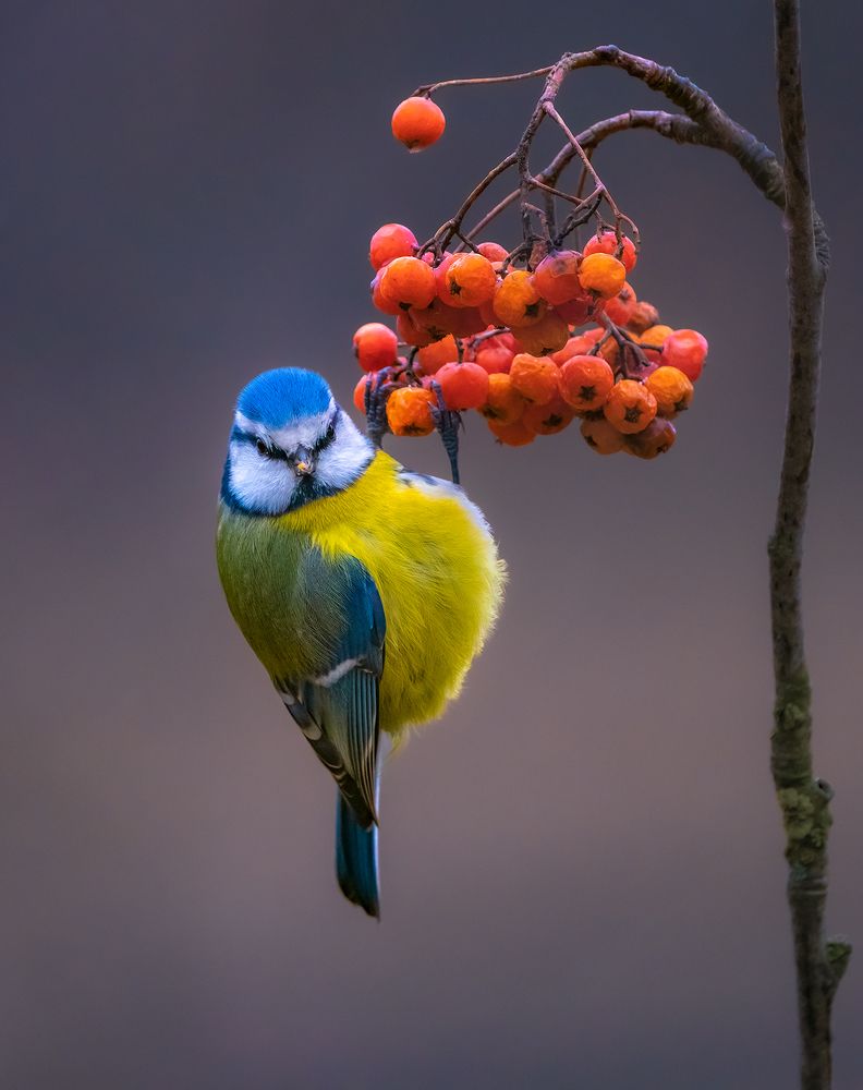 Photograph by Игорь Кляхин