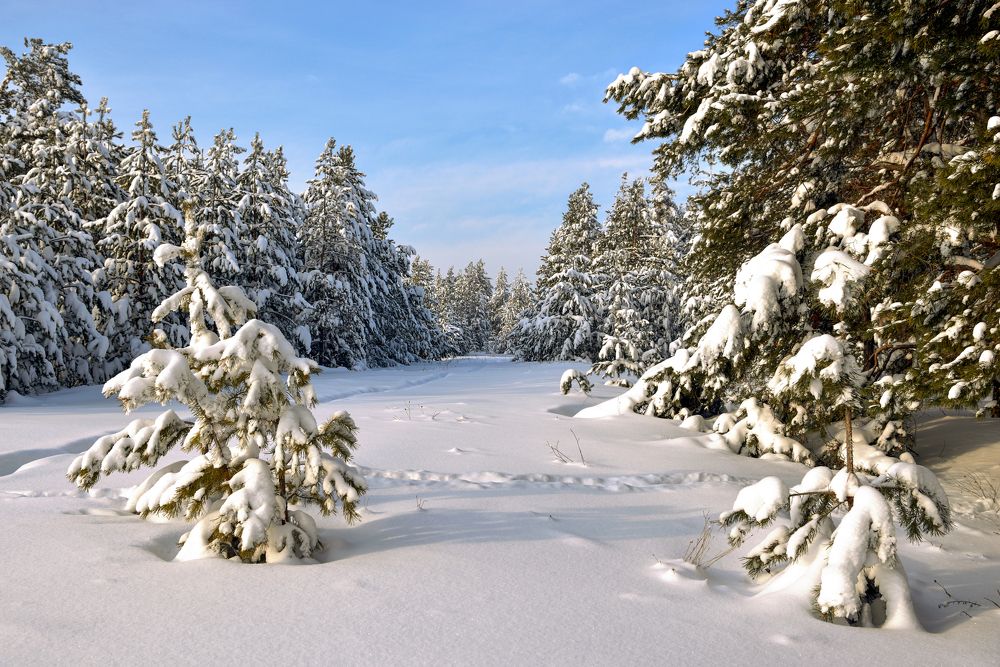 Солнечное утро после снегопада