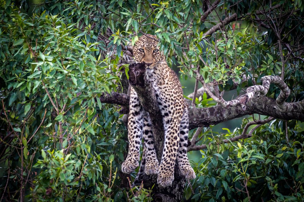 Фотография автора Hari Govindarajulu
