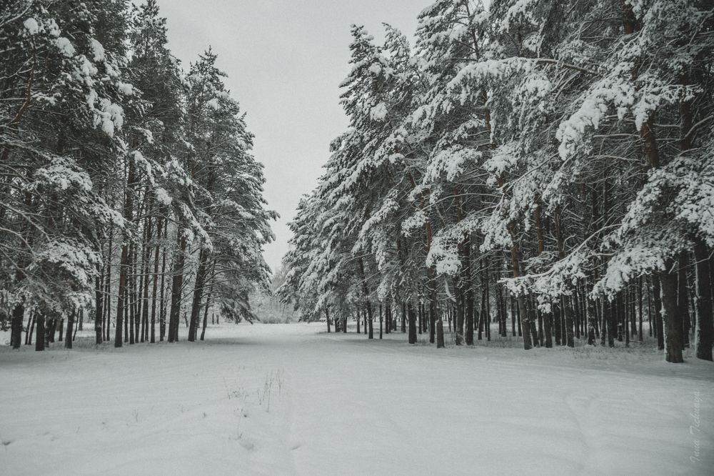 Photograph by Инна Тычная