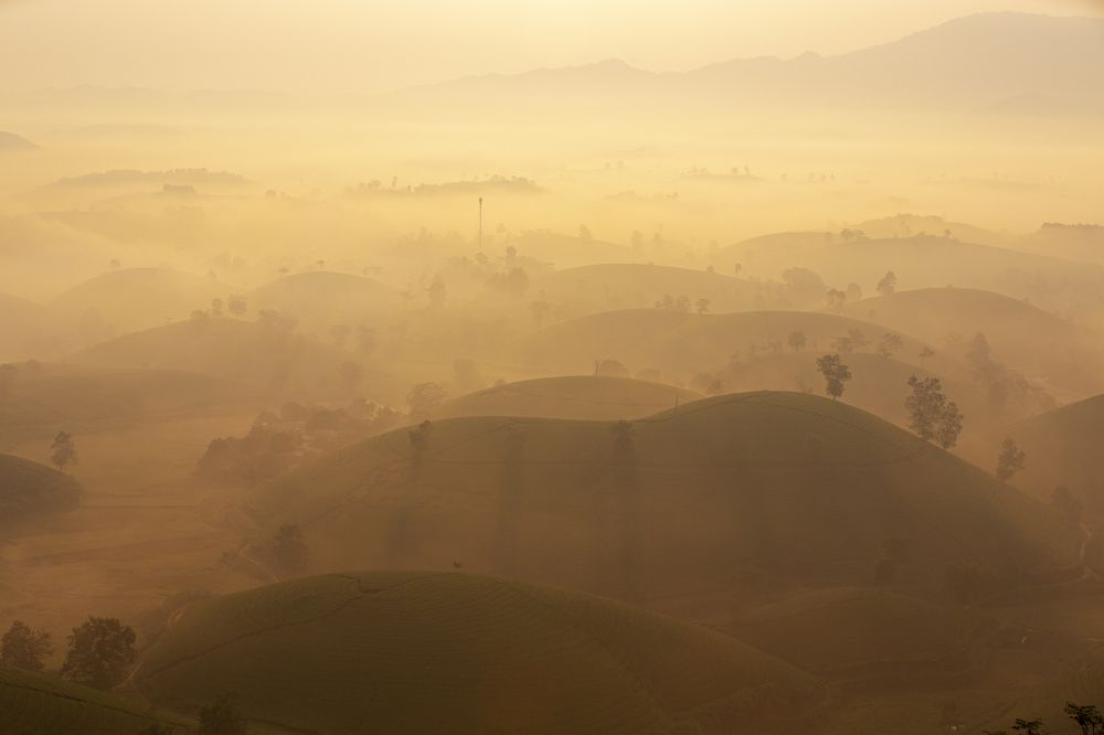 Daw in Long Coc tea hill