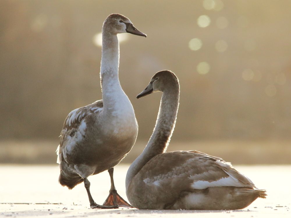 Photograph by Владимир Шебаршенко