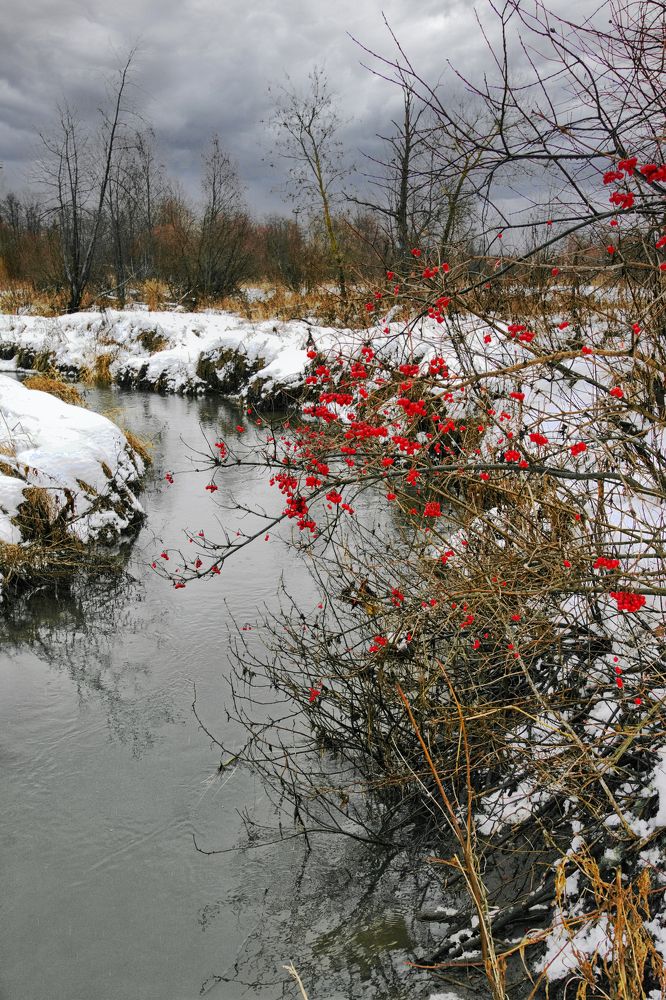 Плакала калина