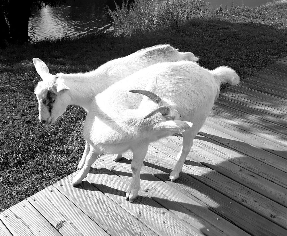 Photograph by Ламейко Светлана