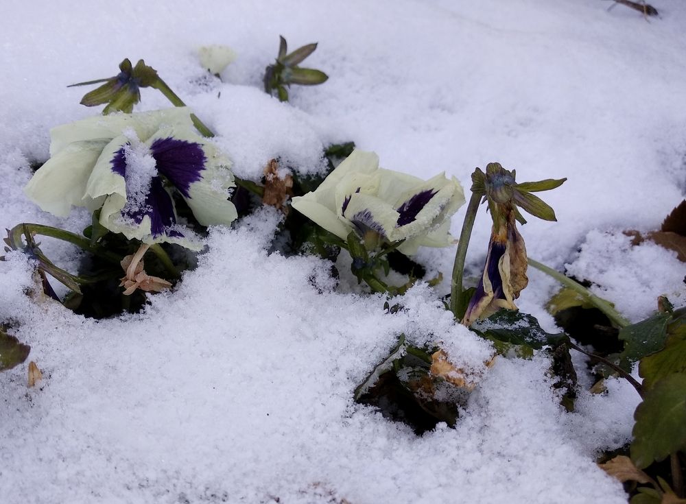 Photograph by Евгений Медведев