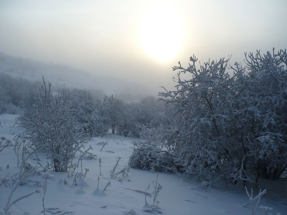 Окутанные морозом.