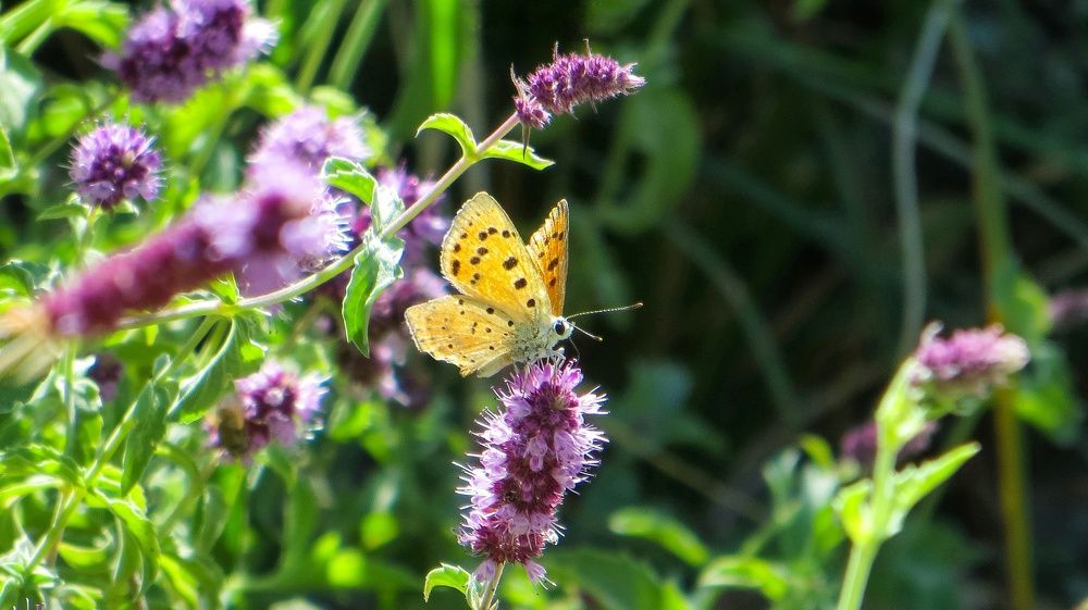 Photograph by Mohammad Amin Karimi