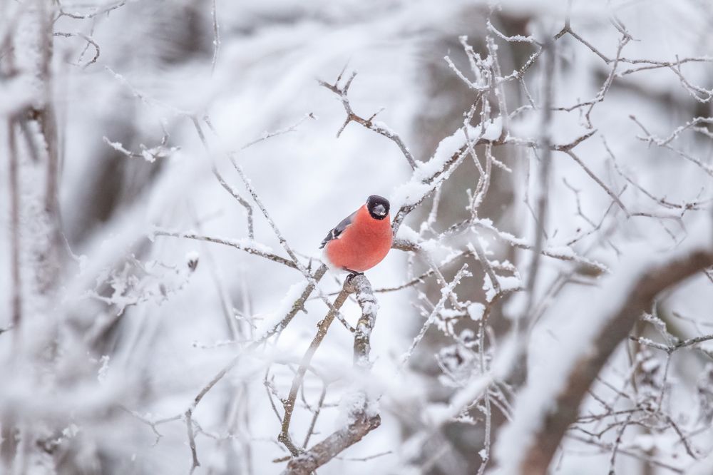 Фотография автора Анатолий Гарин