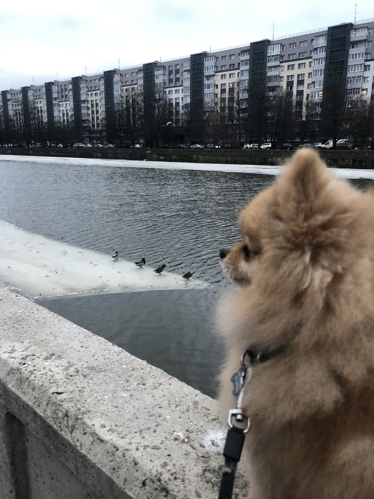 Photograph by Диана