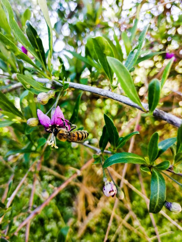 Hungry honeybee