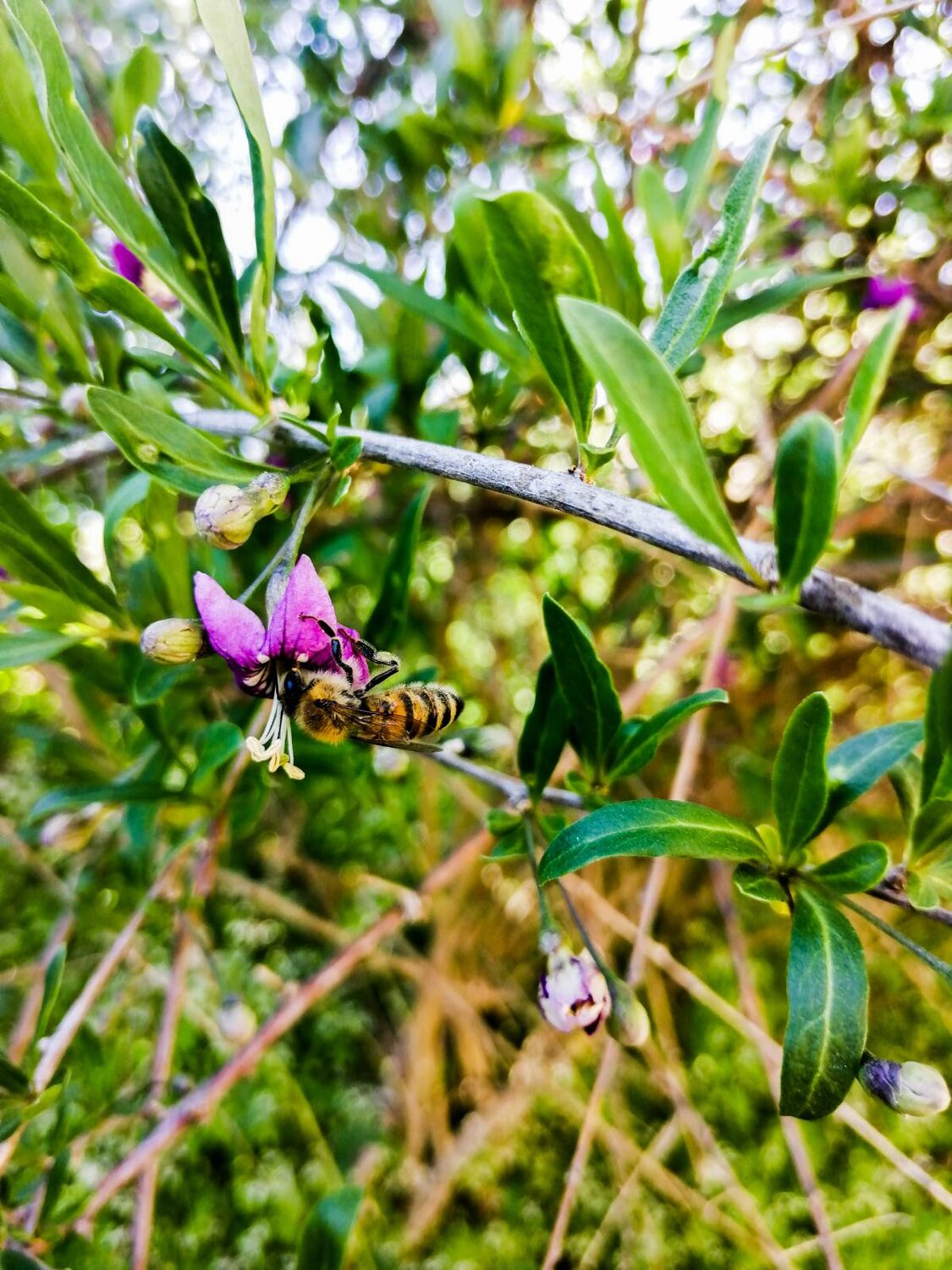 Hungry honeybee
