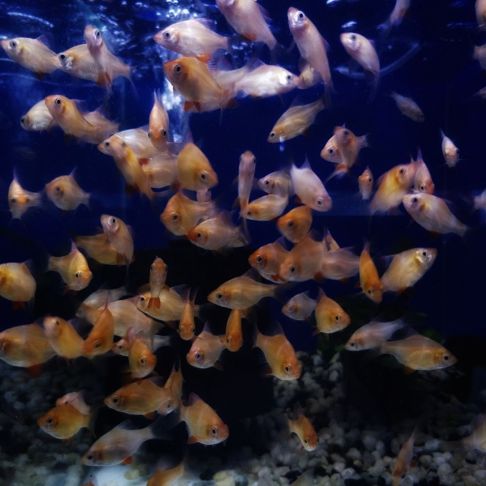 Photograph by Alimur Rahman