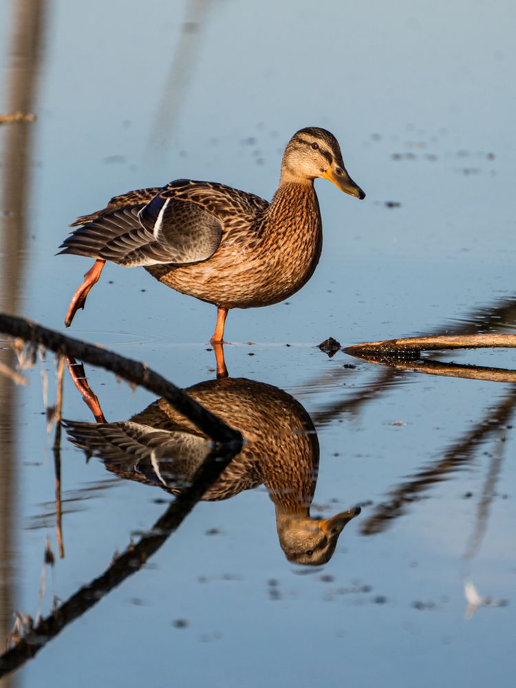 Photograph by Екатерина Дубровская