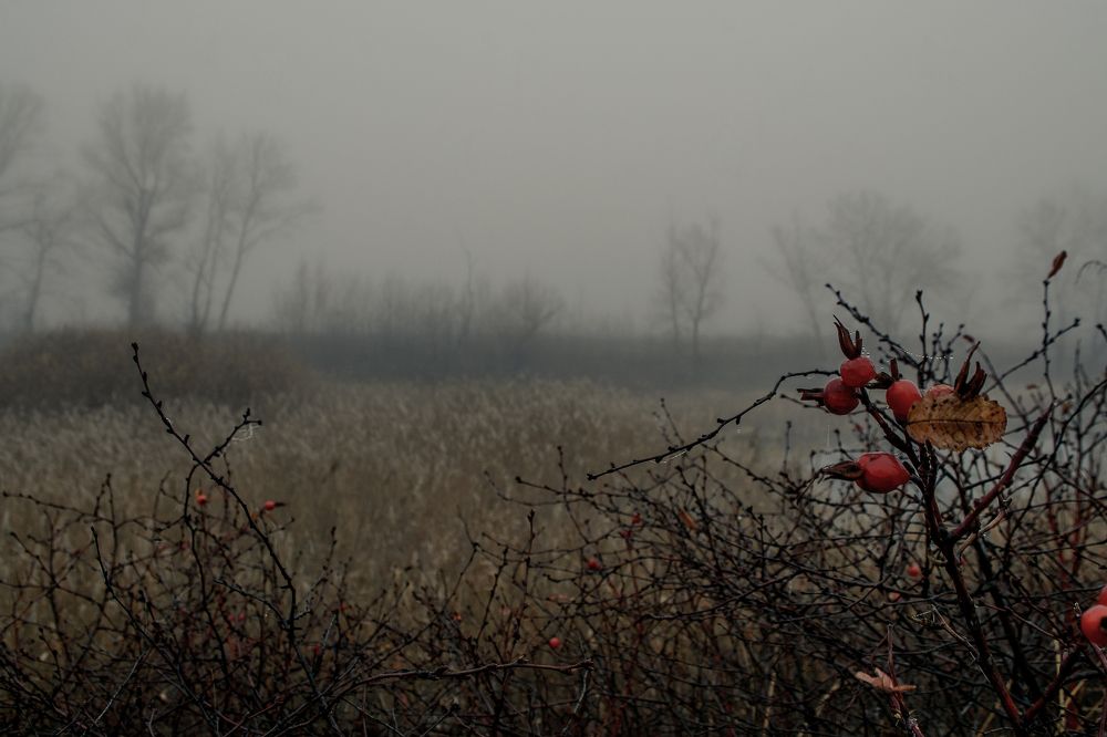 Photograph by Андрей Александрович Молотков