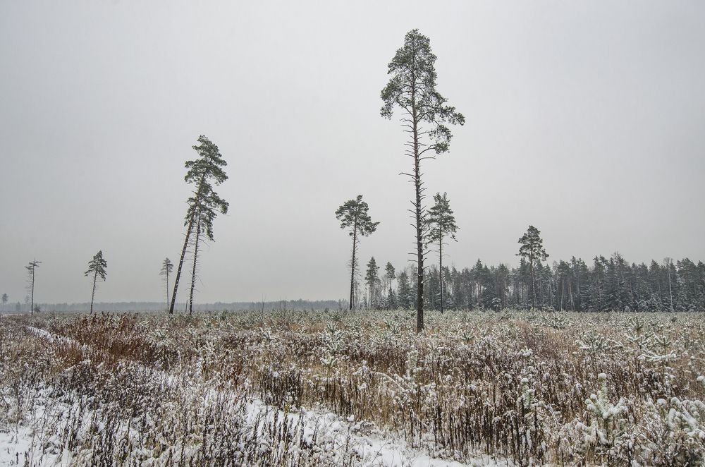 Photograph by Грашин Игорь Алексеевич