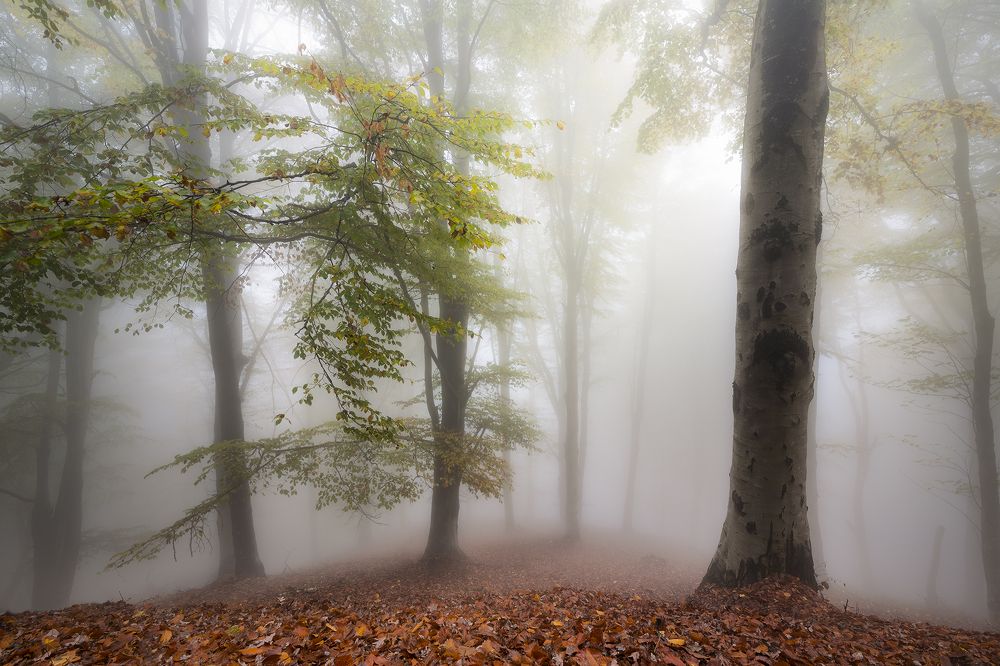 Photograph by Patrick Gerber