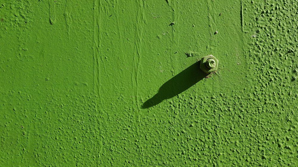 Photograph by Rita Kapitulski