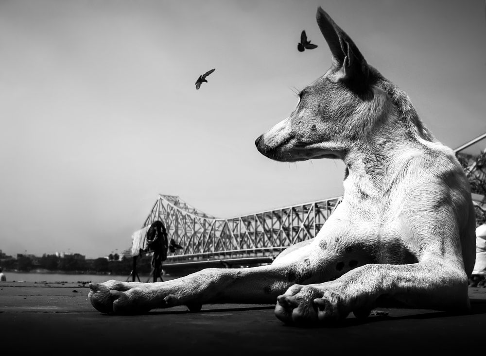 Animals In The Streets Of Kolkata.